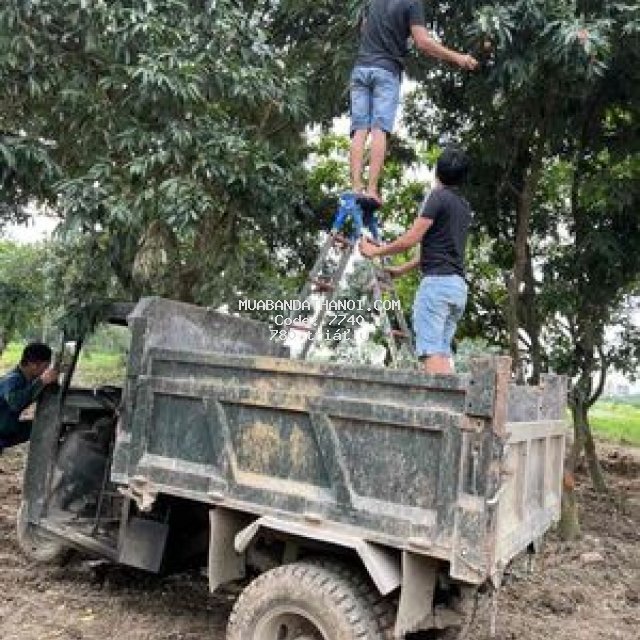 đất thư phú giá chỉ vài trăm triệu quá rẻ